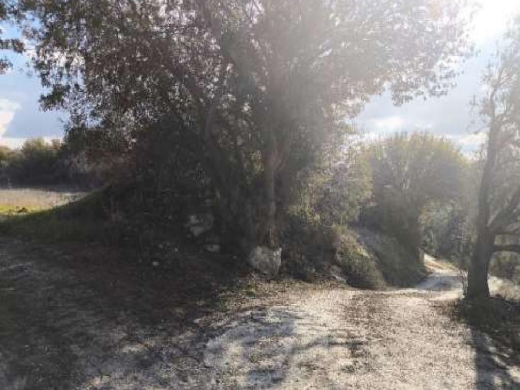 Field-Kynousa-PR42435