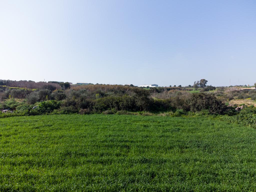 Field  - Ormideia, Larnaca