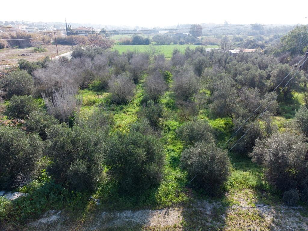 Field  - Ormideia, Larnaca