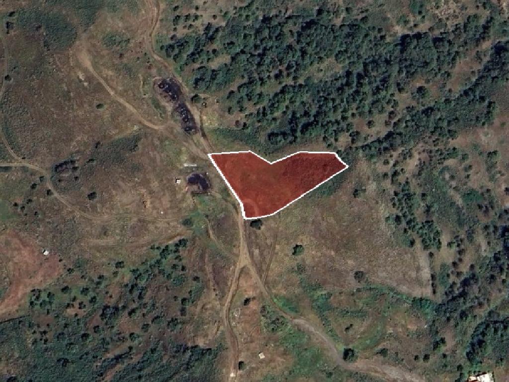 Field-Pigenia-PR43176