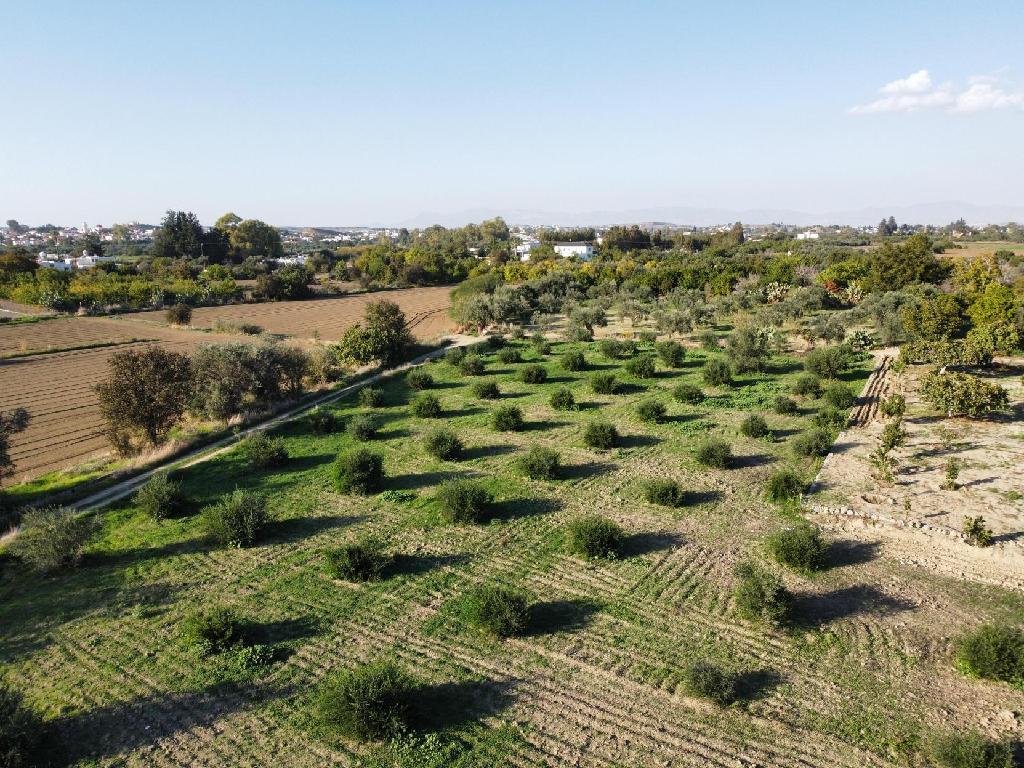 Field – Pera (Oreinis), Nicosia