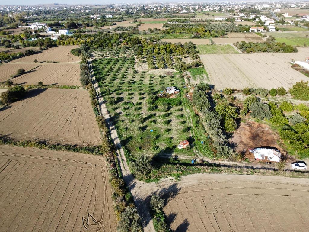 Field – Pera (Oreinis), Nicosia