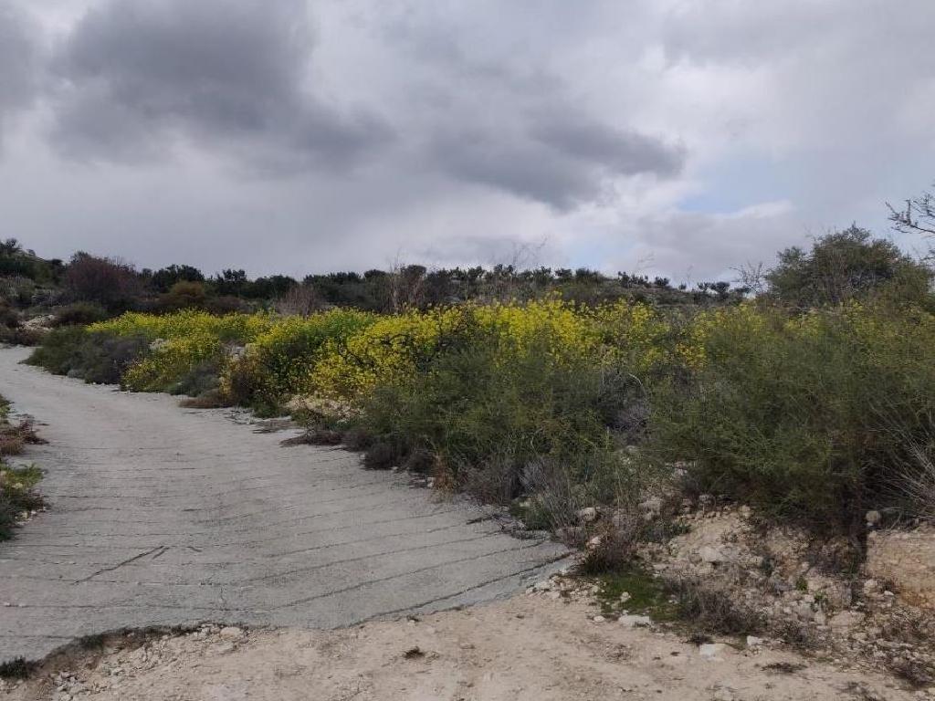 Field-Pachna-PR38108