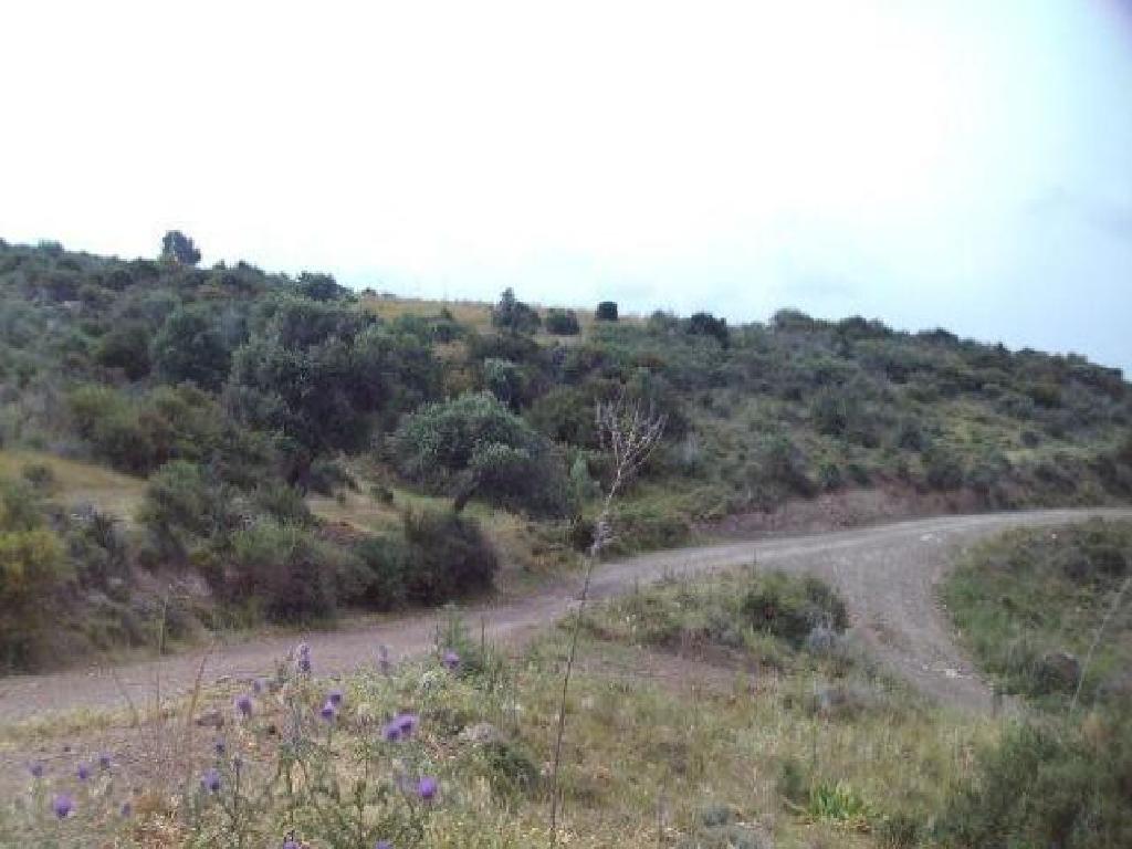 Field - Ineia, Paphos