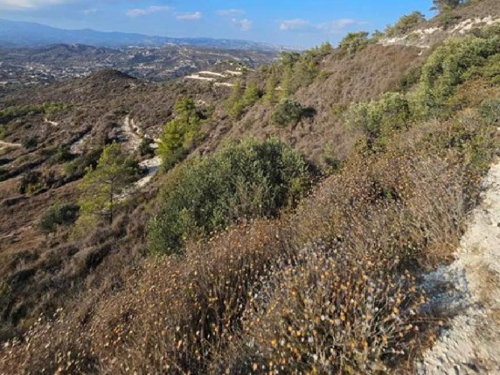 Field - Asgata, Limassol