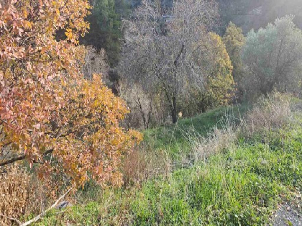 Field (Share) - Kannavia, Nicosia