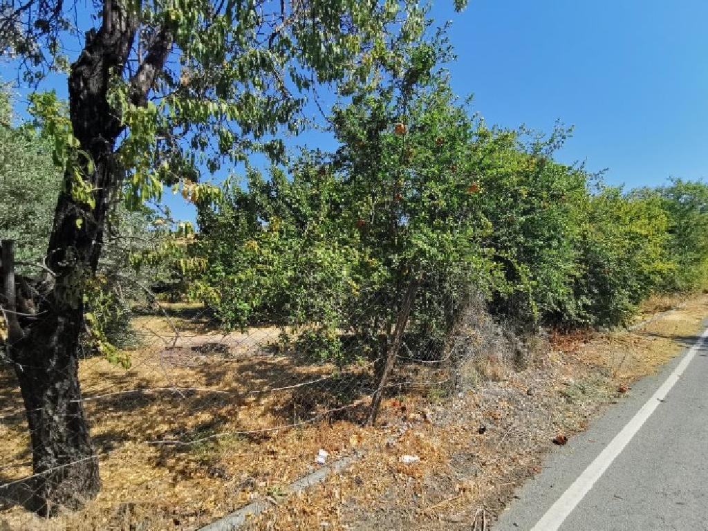 Field-Pomos-PR40802