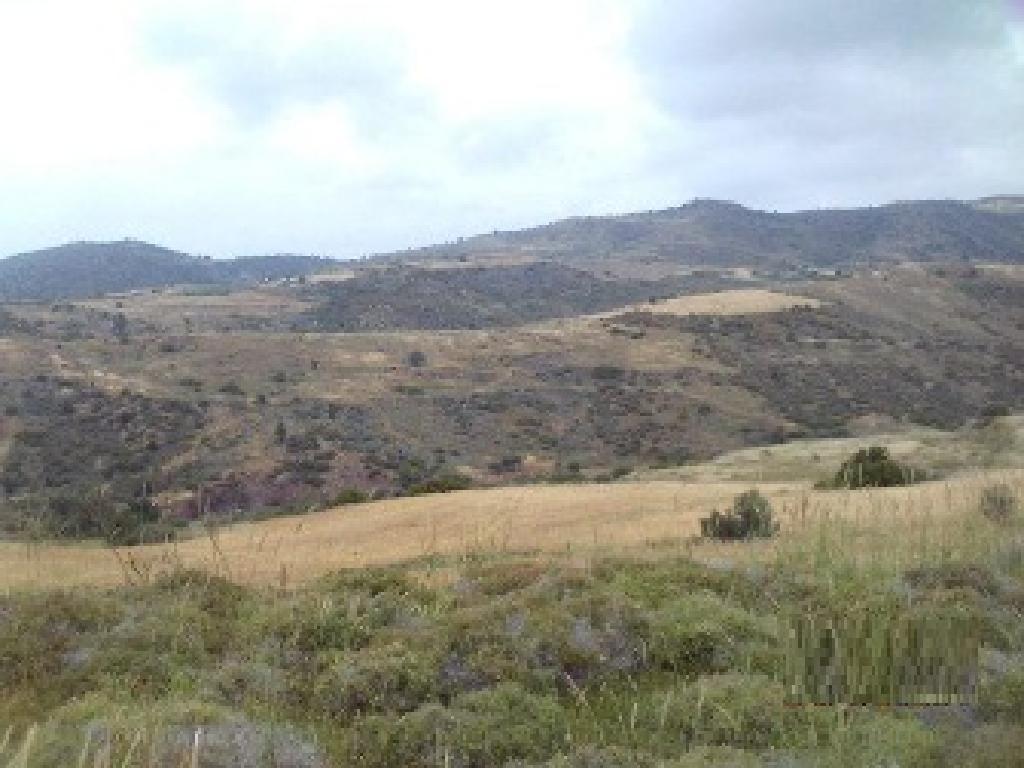 Field - Ineia, Paphos