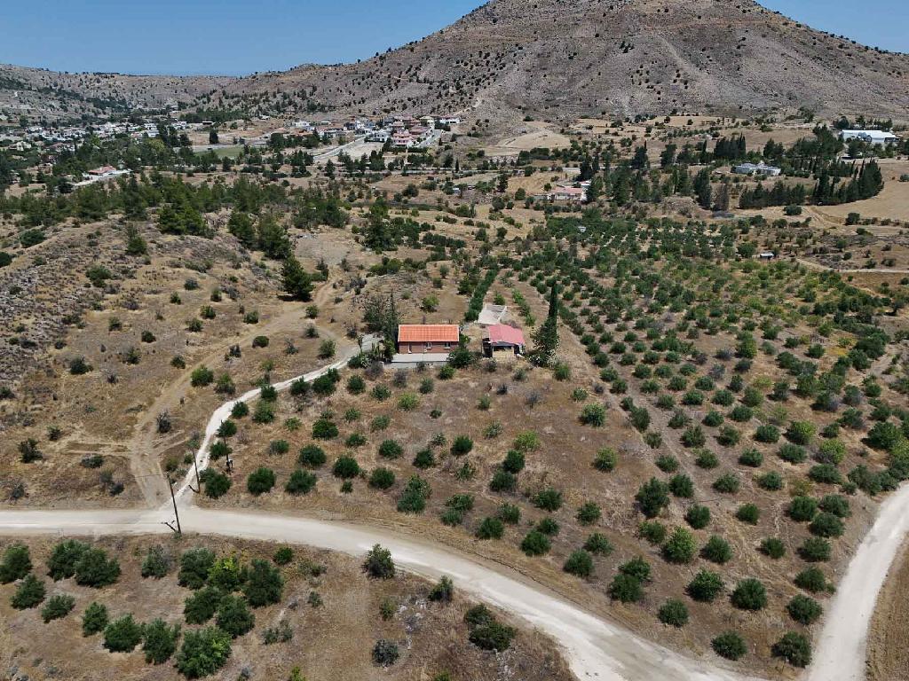 &Kappa;&alpha;&tau;&omicron;&iota;&kappa;ί&alpha; - &Mu;&iota;&tau;&sigma;&epsilon;&rho;ό, &Lambda;&epsilon;&upsilon;&kappa;&omega;&sigma;ί&alpha;