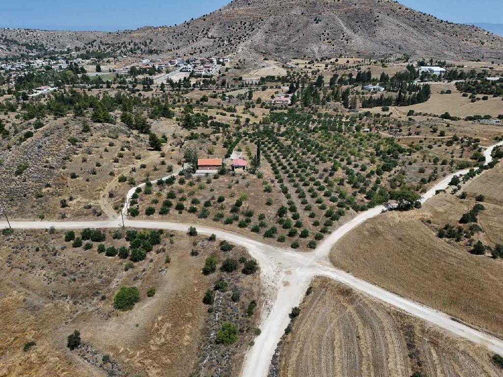 &Kappa;&alpha;&tau;&omicron;&iota;&kappa;ί&alpha; - &Mu;&iota;&tau;&sigma;&epsilon;&rho;ό, &Lambda;&epsilon;&upsilon;&kappa;&omega;&sigma;ί&alpha;