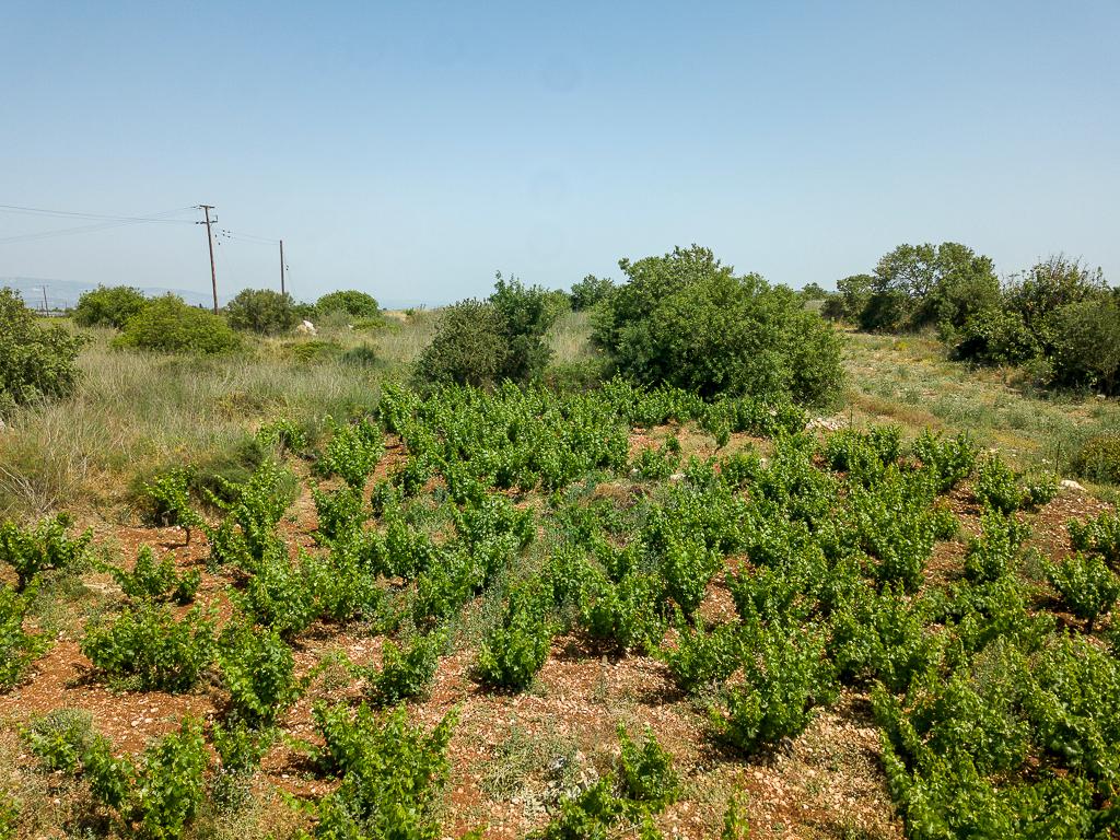 Field-Ineia-PR14448