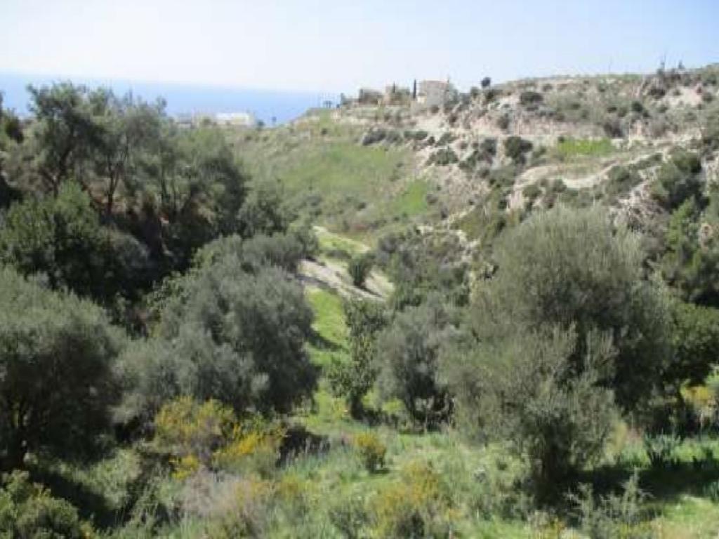 Field-Pegeia-PR36187