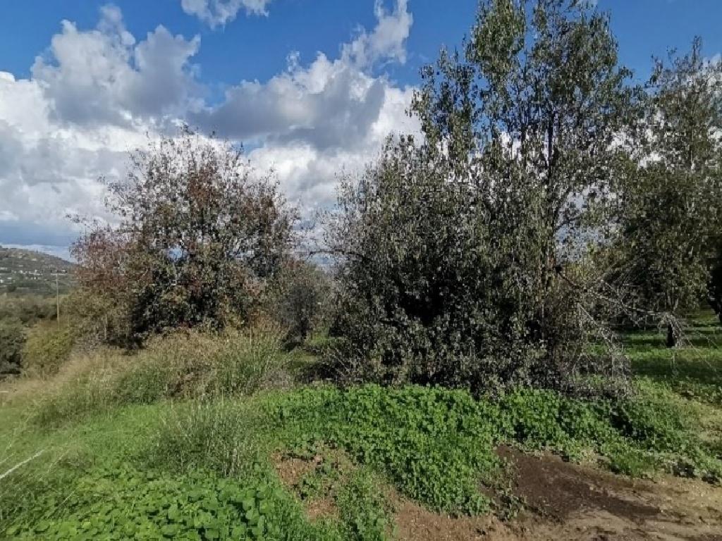 Field-Giolou-PR37225