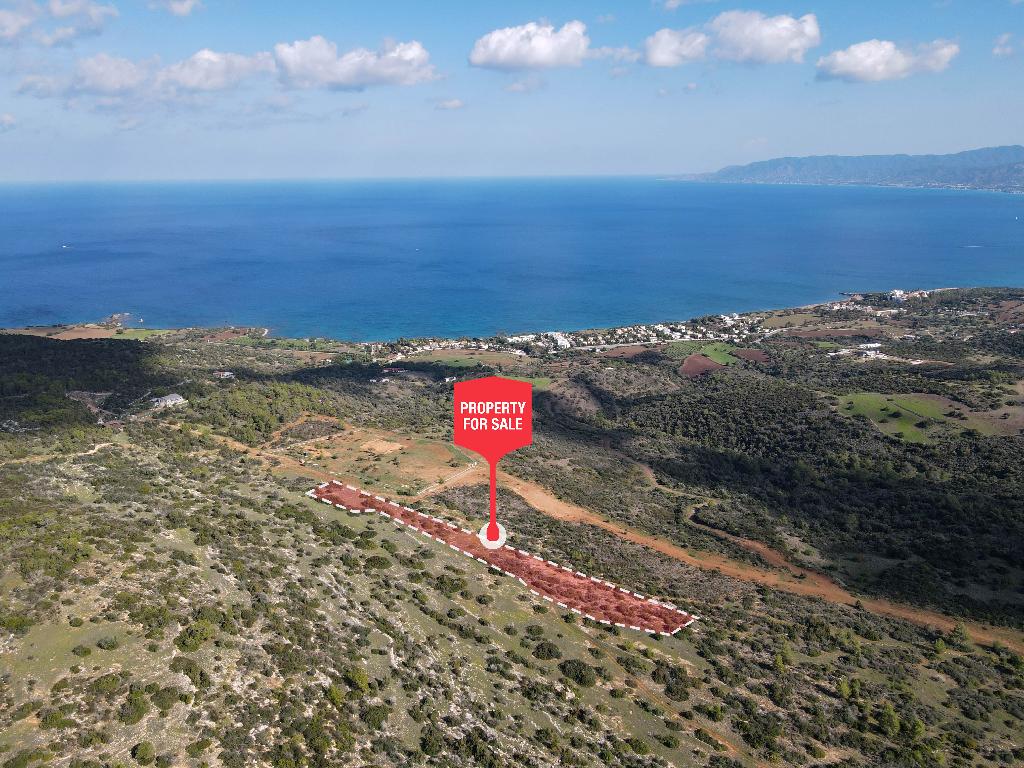 Field-New Chorio-PR36844