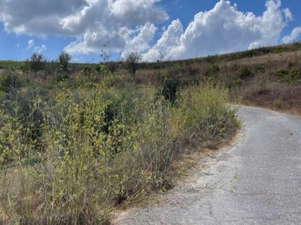 Field-Theletra-PR35806