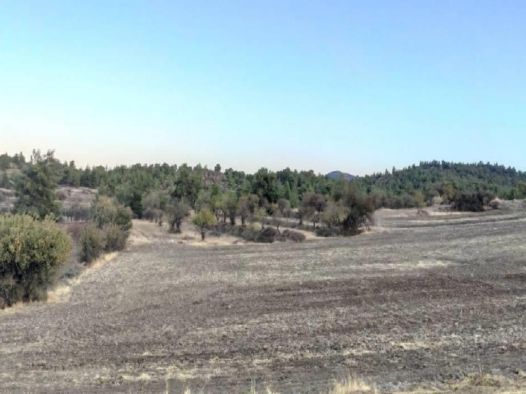 Field - Agios Georgios Kafkalou, Nicosia