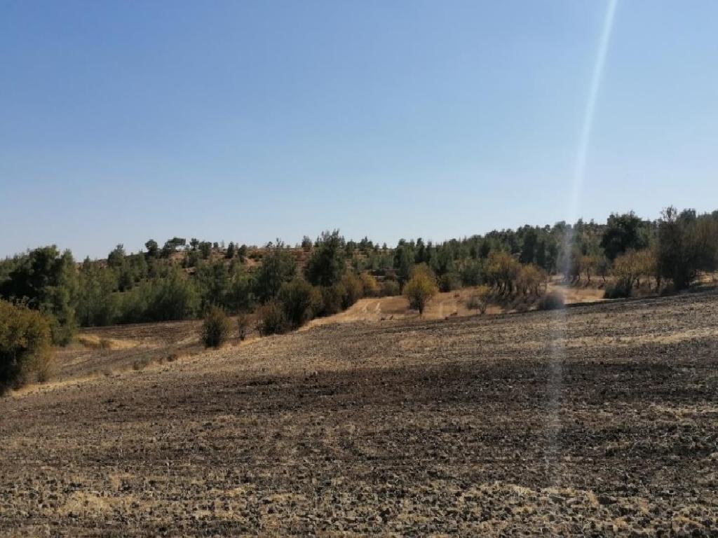 Field - Agios Georgios Kafkalou, Nicosia