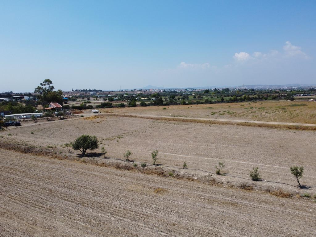 Field-Livadia-PR38311
