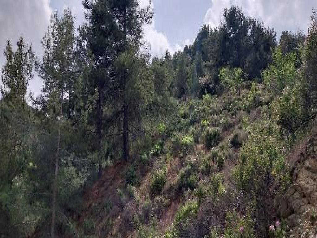 Field - Platanistasa, Nicosia