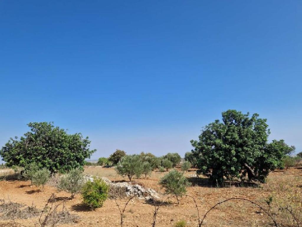 Field-Pachna-PR12423