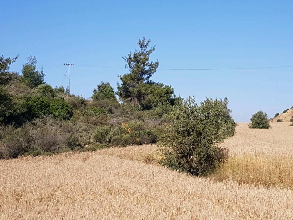 Field – Anafotida, Larnaca