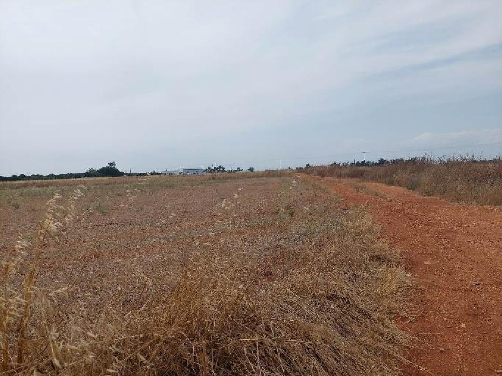 Field-Avgorou-PR39729