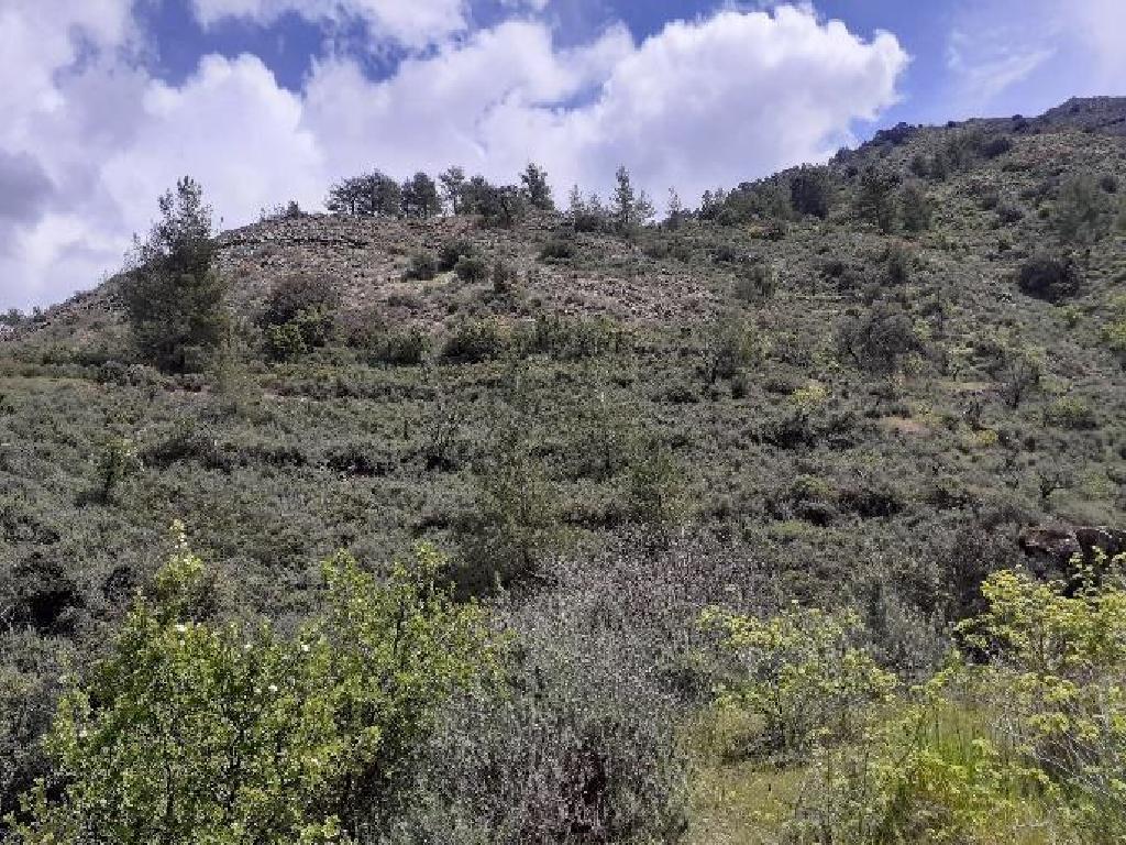 Field - Platanistasa, Nicosia