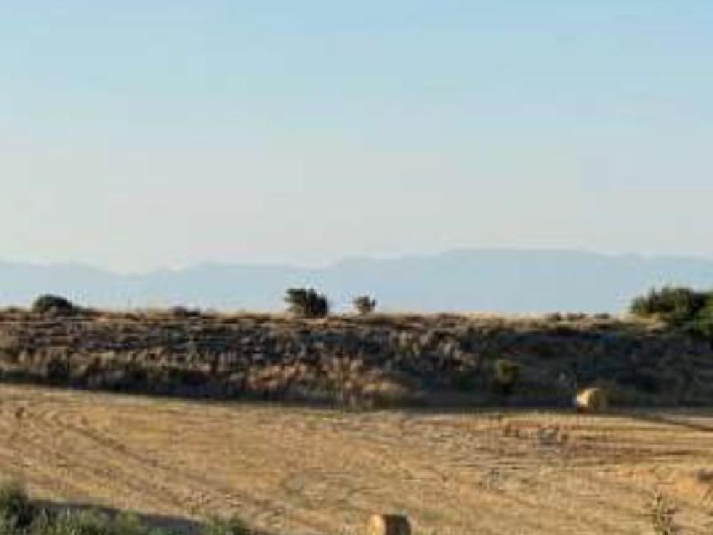 Field-Pera-PR32534