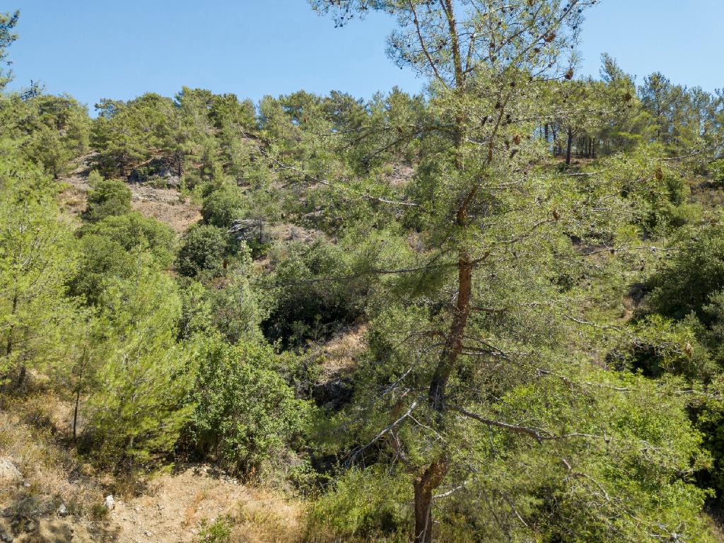 Field-Pera Pedi-PR36938