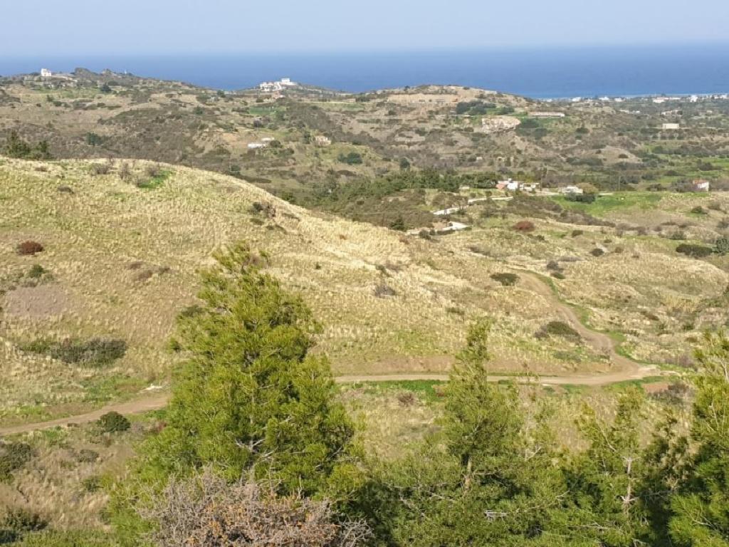 Field-Pigenia-PR37098