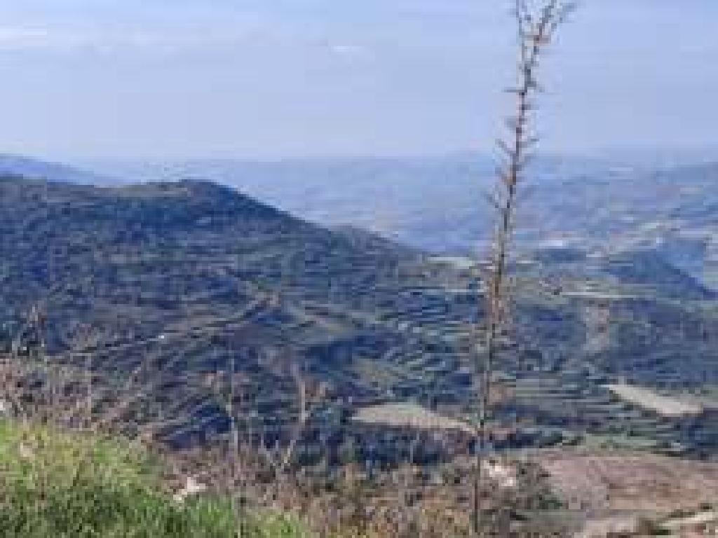 Field-Dora-PR40272