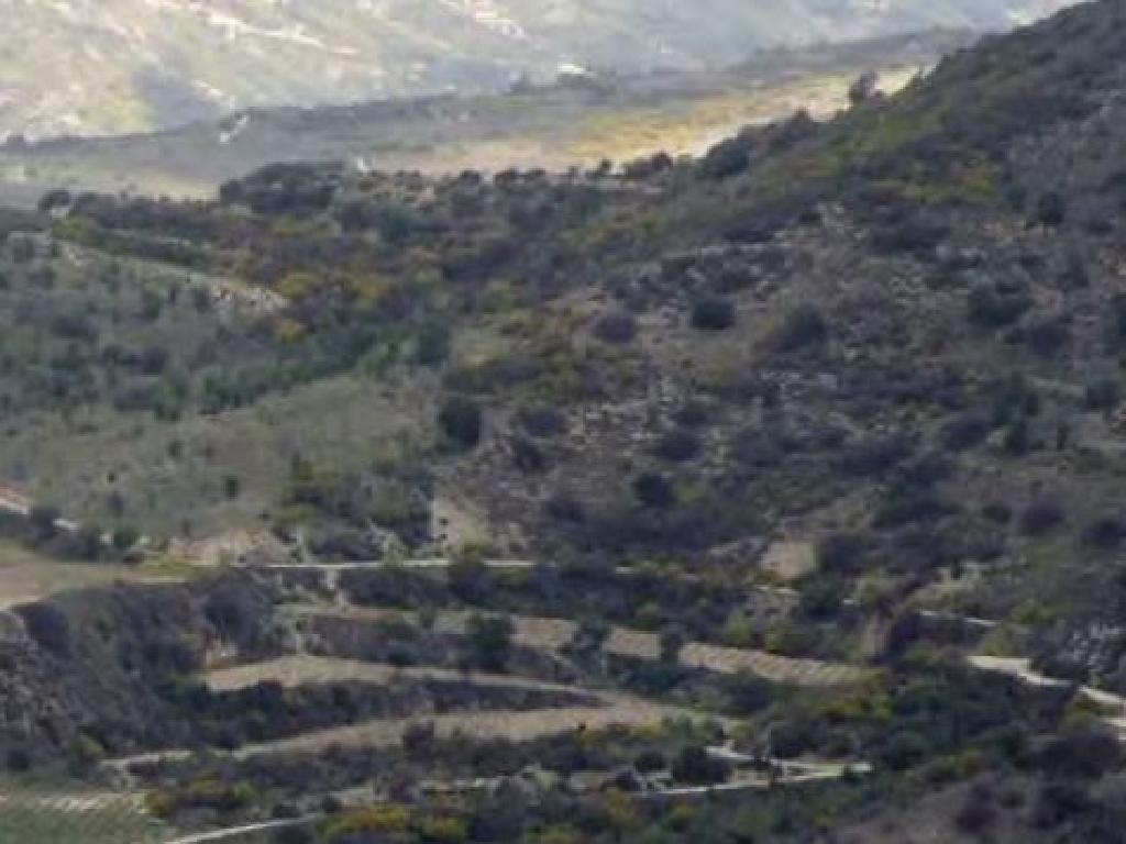 Field-Dora-PR40272