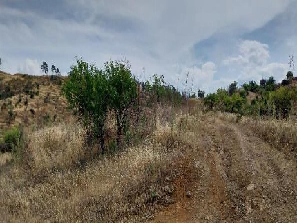 Field - Platanistasa, Nicosia