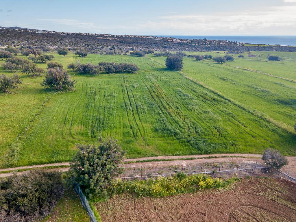 Field-Kouklia-PR41896