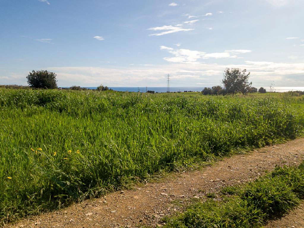 Field-Kouklia-PR41896