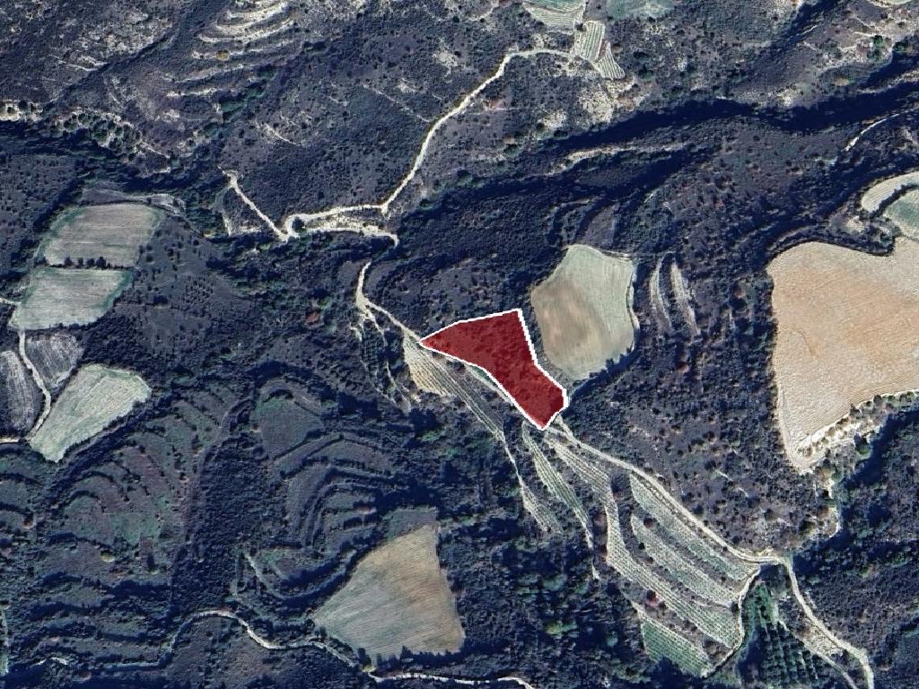 Field-Dora-PR41715